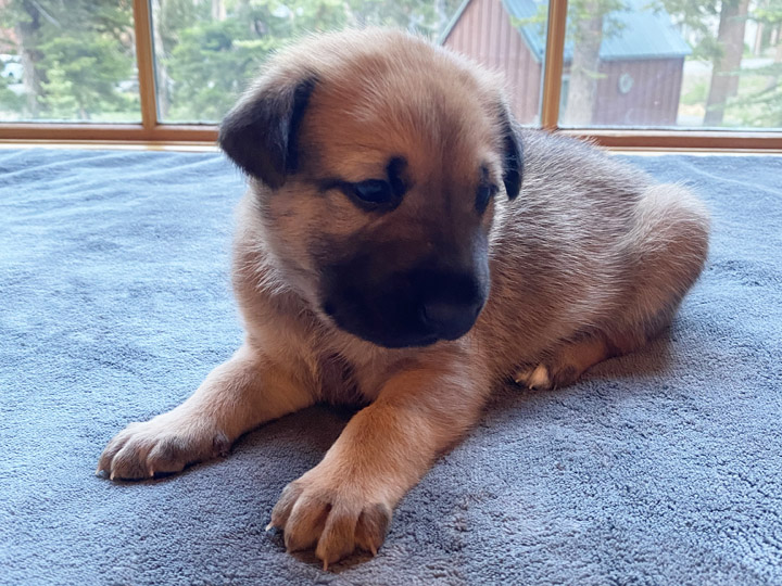 chinook puppy